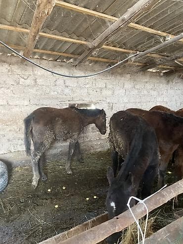 ахалтекинская лошадь цена: Продаю | Жеребенок | Для разведения | Племенные — 7