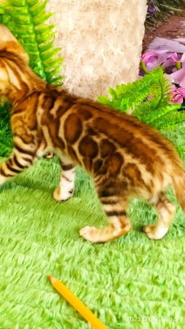 новорожденные котята: Друзья!! Проф питомник Бен Гла Мур Предлагает Шикарных элитных — 24