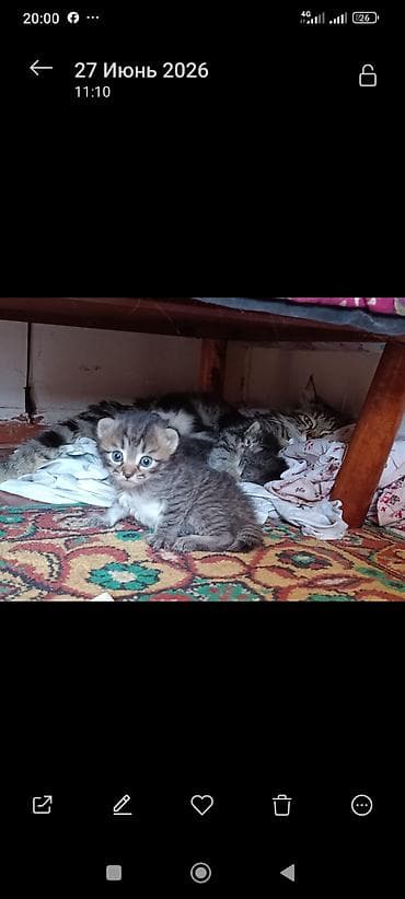 cane corso: 3 котят длинношёрстые,едят всё приучены к твёрдой пище,2 месячные — 3