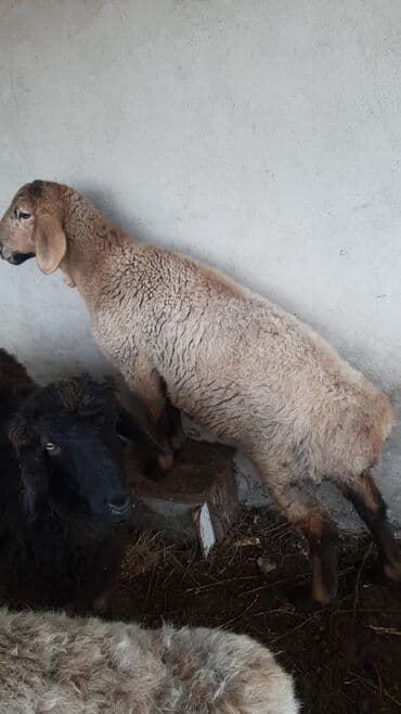 токмок животные: Продаю | Ягненок | Эдильбаевская, Гиссарская | На забой | Кастрированные — 8