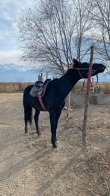 сайт о кошках: Продаю | Конь (самец) | Конный спорт — 2