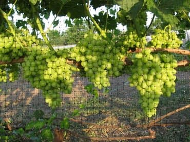 затеняющая сетка для огорода цена: Үй жана бакча үчүн декор — 8