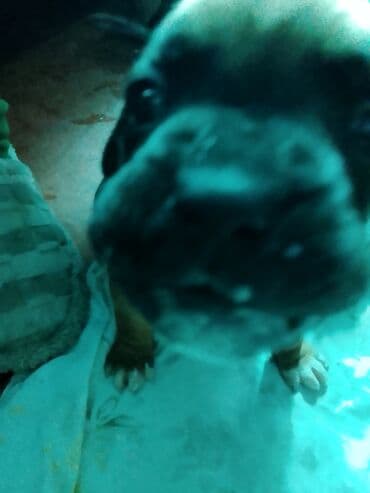 собака боксёр: Щенок (порода по фото не уточнена). На снимках — малыш с короткой — 3