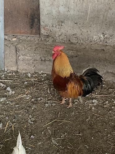 собака щенок: Продаю | Петух | Для разведения — 1