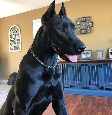 big 6: 4 месяца, Самец — 4