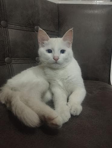 животные котенок: Као-мани, 4 месяца, Мальчик, Белый, Приучена к лотку — 5