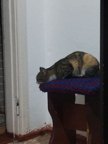 доска объявлений продажа собак: Кошка даром: Беспородная, Девочка, Приучена к лотку — 4