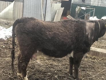 хаски цена собака: Продаю | Корова (самка), Тёлка | Ангус, Швицкая, Симментальская | На откорм, На забой, Для разведения | Стельные, Отела не было, Привязанные — 5