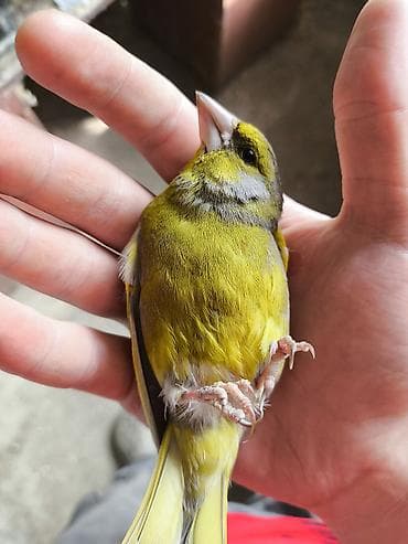 Зелёный щегол Зеленушка (chloris chloris) — декоративная певчая птица