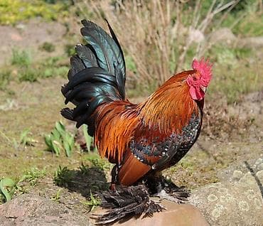 яйца брама: Продаю | Куры | Для разведения — 4