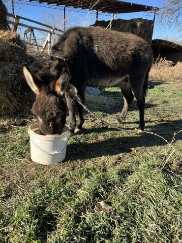 собака колли: Осёл (домашний, среднего размера) Описание: - Неприхотливое — 1