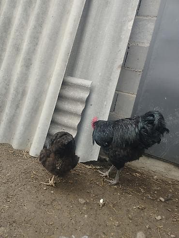 Башка жаныбарлар: Продаются куры порода Джерси гигант Россия Фокино только занеслись — 2