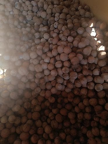 мед с орехом: Грецкий орех в скорлупе килограмм 100 сом. оптом 85 сом. - Урожай с — 2