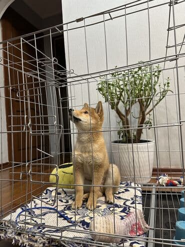 русский терьер: Сиба-ину, 2 месяца, Самец, С прививкой — 4