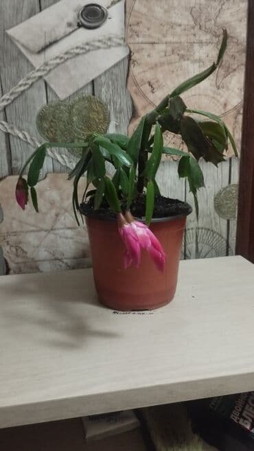 кактус эхинопсис: Продам декабрист розового и арбузного цвета — 2