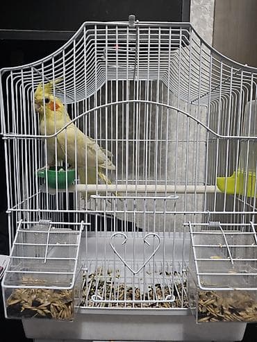 Корелла (нимфа) с полной клеткой и аксессуарами. Цена окончательная!!!