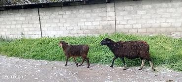 для баран: Продаю | Ягненок, Баран (самец) | Для шерсти — 3