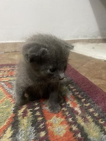 Мышыктар: Котята, короткошёрстные, окрасы: сплошной серый (дымчатый) и серый — 4