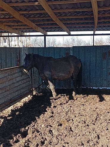 афганские бараны: Продаю | Кобыла (самка) | Для разведения — 5