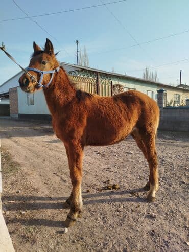 пользователь собак: Продаю | Жеребенок — 2
