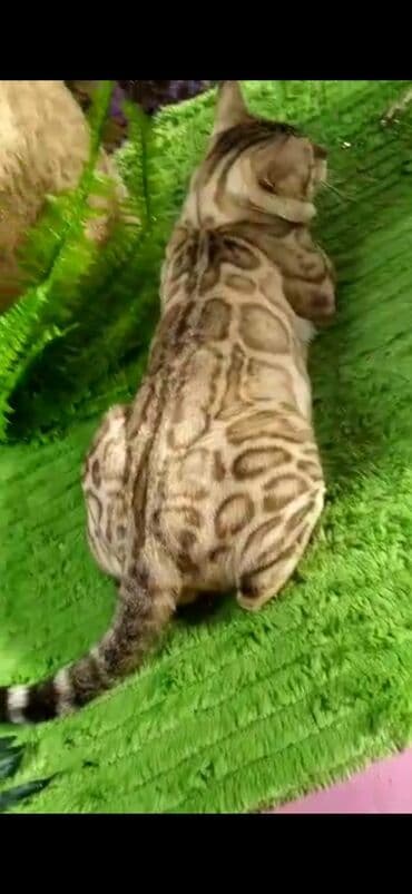 рэгдолл цена бишкек: Бенгал, 2 жаш, Эркек, Ак, Бычылган, Лотокко барууга үйрөтүлгөн, Курттардан тазаланган — 3