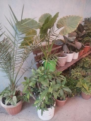 цветущий декабрист: Арбуз. Пилея Кадье (Pilea cadierei), также известная как — 6