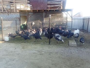 охотничий собак: Сатам | Эркек күрп | Кара ханзаада, Түндүк Кавказ | Көбөйтүү үчүн | Асыл тукумдуу — 5