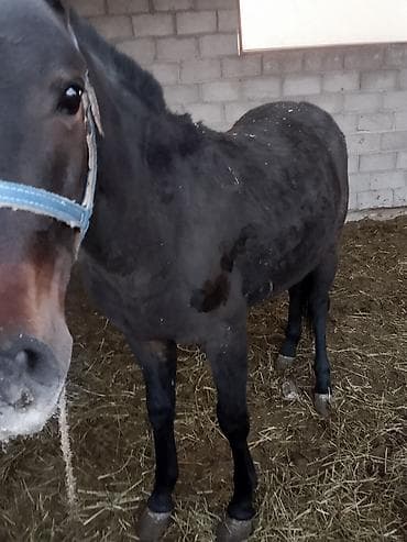 Башка жаныбарлар: Сатам | Бээ (ургаачы) — 5