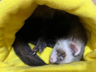 хомяк цена бишкек: Продаются два хорька девочка и мальчик взрослые. Забирала с Алматы — 13