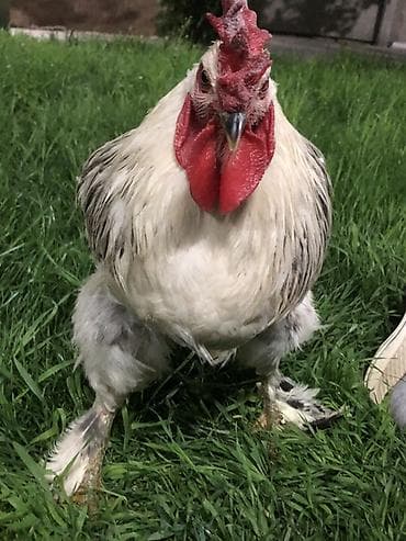 тай бука: Продаю | Петух | Брама | Для разведения — 4