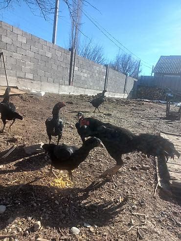 попугай кара: Продаю | Петух | Бойцовая | Для разведения — 3