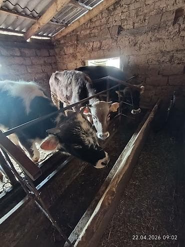 мел для животных: Продаю | Бык (самец) — 1