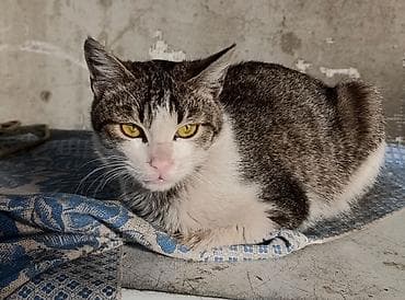 стерилизация кошки бишкек: Кошка даром: Беспородная, 11 месяцев, Мальчик, Приучена к лотку — 1
