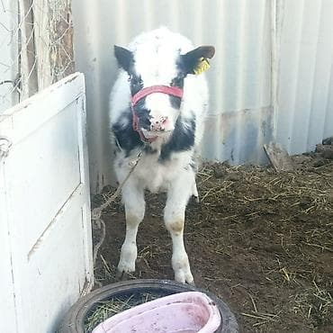 Үй жаныбарлары үчүн товарлар: Сатам | Музоо | Бельгия | Бордоп семиртүү үчүн — 7
