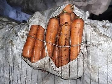 Морковь Оптом