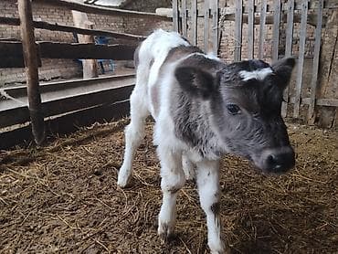 Зоотовары: Продаю | Музоо, торпок | На откорм | Искусственник — 4