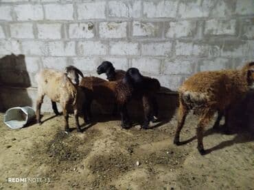 кролики на мясо: Сатам | Козу | Союуга — 1