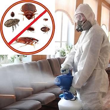 Дезинфекция, дезинсекция, | Блохи, Вирусы, микробы, Клопы, | Дома, Офисы, Подвал, погреб at lalafo.kg Дезинфекция, дезинсекция, | Блохи, Вирусы, микробы, Клопы, | Дома, Офисы, Подвал, погреб