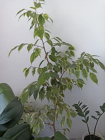 спатифиллюм: Спатифиллум (Spathiphyllum) в горшке. - Крупный экземпляр с плотной — 2