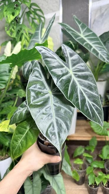 Хозтовары: Клубни Алоказии Регал Шилдс 300-350-400с Клубень Алоказии Пинк дракон — 3