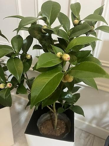 Замиокулькас (Долларовое дерево): По городу доставка бесплатно. В подарок самый раз 🎁🪴 - Аглаонема с — 3