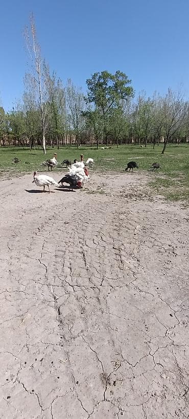 бойцовская собака: Продаю | Индюшка (самка) — 3