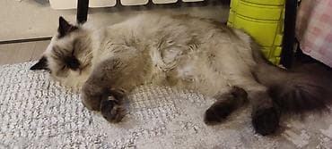 scottish fold: Кошка игривая ласковая 1 год .колор‑пойнт. Ходит строго в лоток — 1