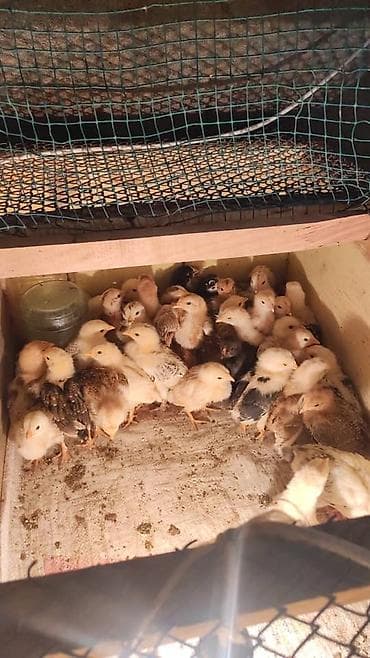 туша курицы: Продаю | Цыплята | Для разведения — 1