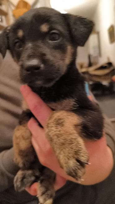 красный страитель: Щенки, окрас черный с подпалом Описание: - Милые щенки — 3