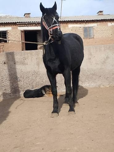 чистокровный лошадь: Продаю | Жеребец | Для разведения | Осеменитель — 1