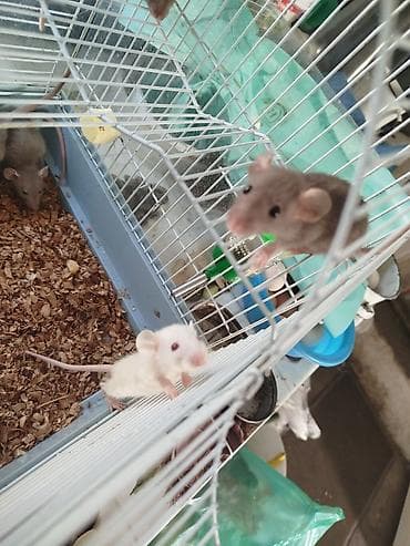 ракы: Продам маленьких крысят декоративные, дамбо — 6