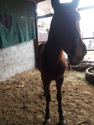 лошади: Продаю | Жеребец | Для разведения | Осеменитель — 3
