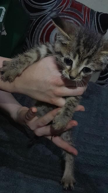 бенгалская кошка даром: Котята, помёт из нескольких окрасов: - дымчато-серый тигровый — 4