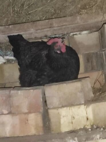 куры доминанты: Продаю | Куры, Петух, Цыплята | Брама, Домашняя | На забой, Для разведения, Несушки — 6